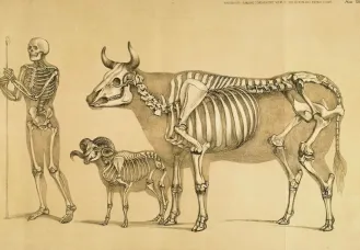 Сходства и различия в анатомии человеческого и животного тела