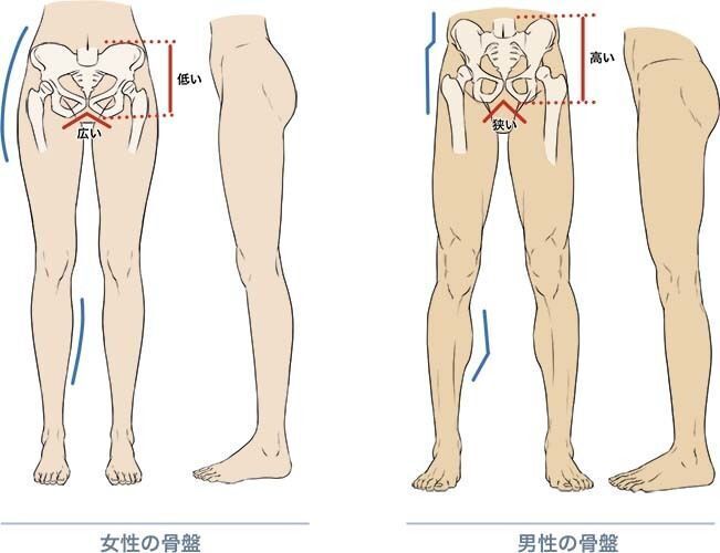 Отличия в строении ног мужчин и женщин