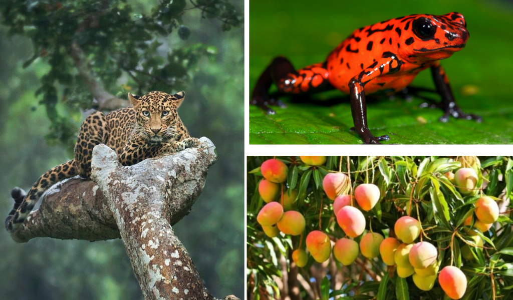 Определение контрастных цветов в дикой природе