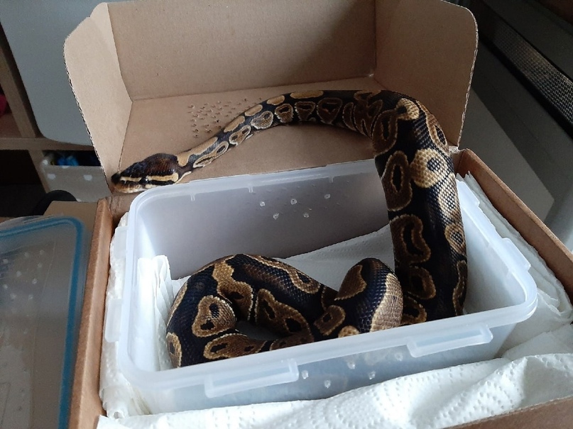 Пять историй о релокациях: как художницы переехали в новые страны и смогли там обустроиться 11 Один из питомцев Марины