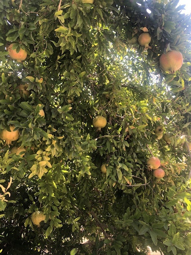 Пять историй о релокациях: как художницы переехали в новые страны и смогли там обустроиться 17 Гранаты, растущие в Турции