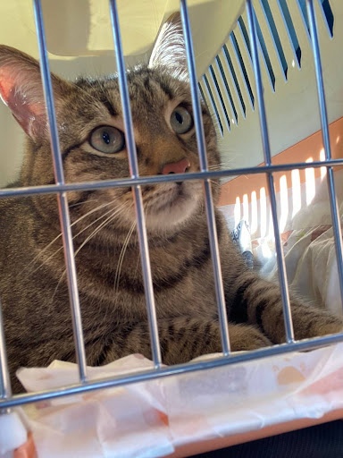 Пять историй о релокациях: как художницы переехали в новые страны и смогли там обустроиться 20 Милейший котейка в ожидании перелёта