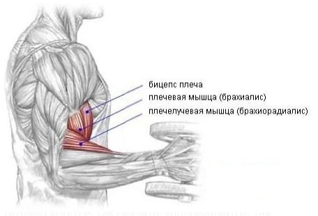 Плечевая и плечелучевая мышцы