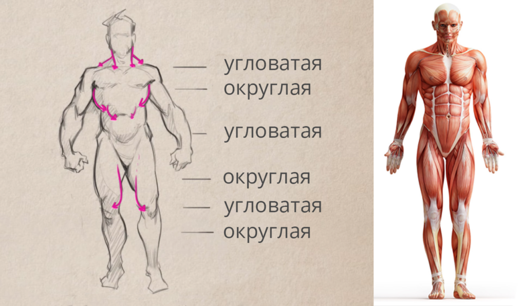 Угловатые и округлые формы при построении тела